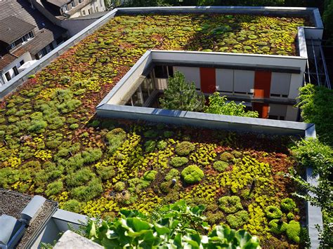 illinos green roof plants